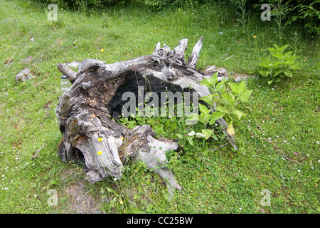 Die Rarau Berge Teil der Ostkarpaten, Bukowina, Südrumänien Stockfoto