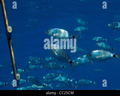 Schule der Fische im Mittelmeer Stockfoto