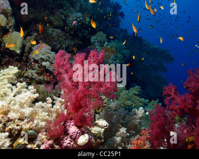 Korallenriff im Roten Meer (Ägypten) Stockfoto