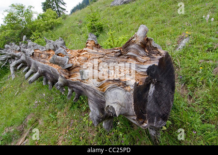 Die Rarau Berge Teil der Ostkarpaten, Bukowina, Südrumänien Stockfoto