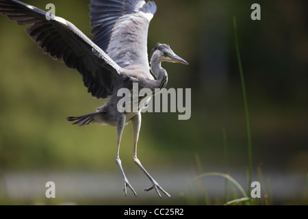 Juvenile Graureiher (Ardea Cinerea) Landung. Stockfoto