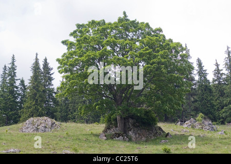 Die Rarau Berge Teil der Ostkarpaten, Bukowina, Südrumänien Stockfoto