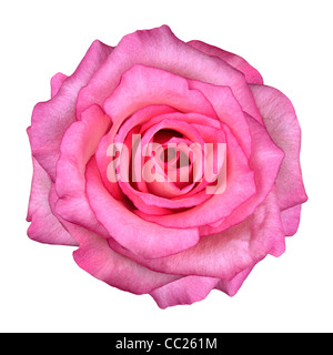 Rosa Rose Blume Isolated on White Background. Draufsicht auf schöne rosa Rose Blume Stockfoto