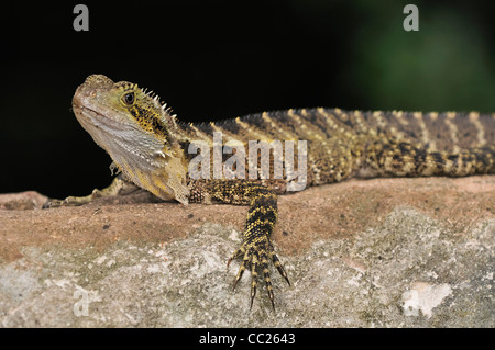 östlichen Wasserdrache, Eidechse, Queensland, Australien Stockfoto