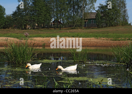 Gänse in der Nähe von Dörfern Stockfoto