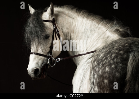 Andalusische Pferd Porträt Stockfoto