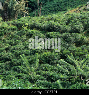 Frau Kommissionierung Tee, Insel Mahé, Seychellen Stockfoto
