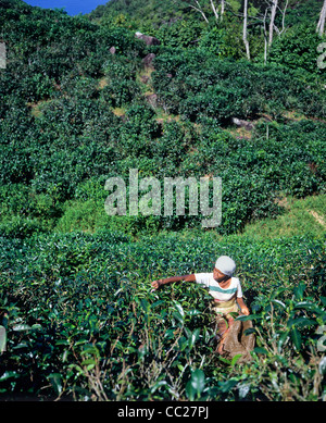 Frau Kommissionierung Tee, Insel Mahé, Seychellen Stockfoto