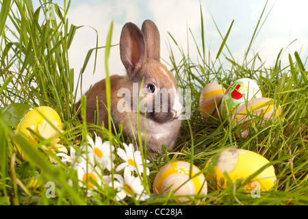 Bunte Ostereier im Rasen mit einem Baby-Kaninchen Stockfoto