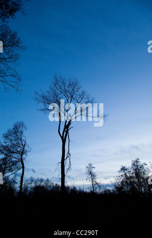 Abend-Holz im Winter, Kent, UK Stockfoto