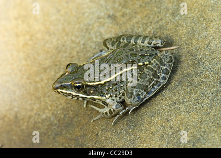 Ebenen Leopard Frog, (Lithobates Blairi), Mills Canyon, Kiowa National Grasslands, Harding County, New Mexico, USA. Stockfoto