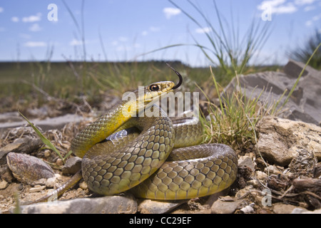 Östlichen bellied Racer, (Coluber Constictor Flaviventris), Kiowa National Grasslands, Harding County, New Mexico. Stockfoto