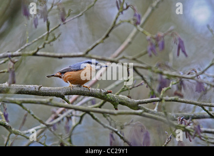 Ein Kleiber, einem kleinen plump Wald Vogel auf Ast. Stockfoto
