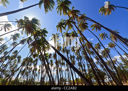 "Royal Hain" von Kokospalmen gepflanzt von hawaiischen König Kamehameha v. im Jahre 1868. Molokai, Hawaii, USA. Stockfoto