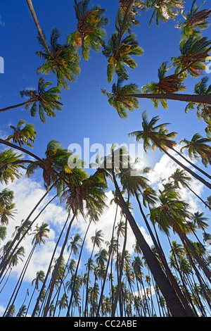 "Royal Hain" von Kokospalmen gepflanzt von hawaiischen König Kamehameha v. im Jahre 1868. Molokai, Hawaii, USA. Stockfoto