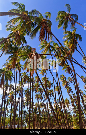 "Royal Hain" von Kokospalmen gepflanzt von hawaiischen König Kamehameha v. im Jahre 1868. Molokai, Hawaii, USA. Stockfoto