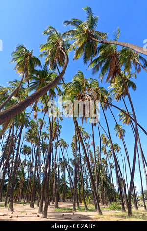 "Royal Hain" von Kokospalmen gepflanzt von hawaiischen König Kamehameha v. im Jahre 1868. Molokai, Hawaii, USA. Stockfoto