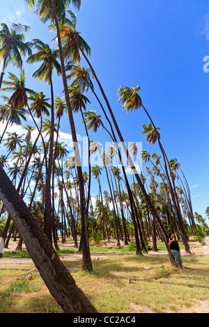 Hawaiianische Mädchen im "Royal Hain" von Kokospalmen gepflanzt von hawaiischen König Kamehameha v. im Jahre 1868. Molokai, Hawaii, USA. Stockfoto