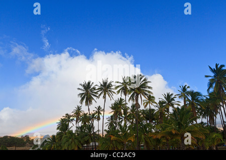 Regenbogen hinter Kokospalmen, Molokai, Hawaii, USA. Stockfoto
