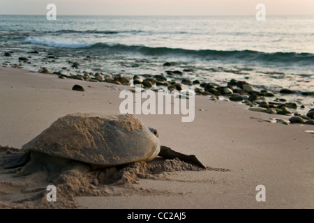 Schildkröte, die Rückkehr in das Wasser, Hassa Strand, Oman Stockfoto