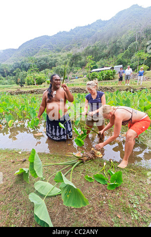 Spiritueller Führer/Führer Lawrence Kalainia zeigt Ernte von Taro im Halawa Valley, Molokai, Hawaii, USA. Stockfoto
