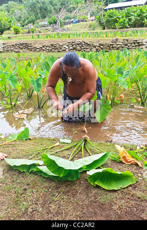 Spiritueller Führer/Führer Lawrence Kalainia zeigt Ernte von Taro im Halawa Valley, Molokai, Hawaii, USA. Stockfoto