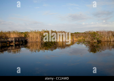 Typische Vegetation entlang der Anhinga Trail spiegelt sich im Wasser, Everglades Nationalpark in Florida, USA Stockfoto