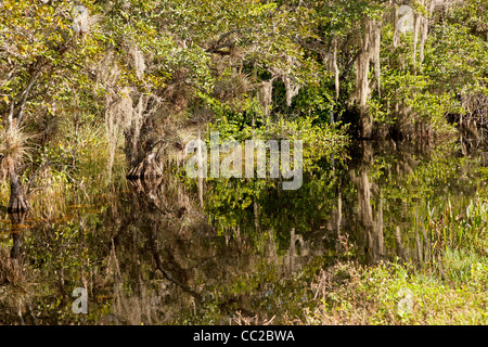 Dichte Vegetation, spanischem Moos im Sumpf zwischen Big Cypress National Preserve und Everglades Nationalpark in Florida, USA Stockfoto