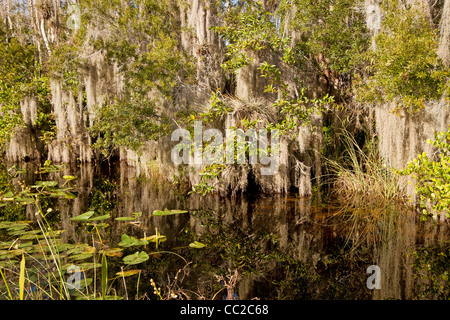 Dichte Vegetation, spanischem Moos im Sumpf zwischen Big Cypress National Preserve und Everglades Nationalpark in Florida, USA Stockfoto