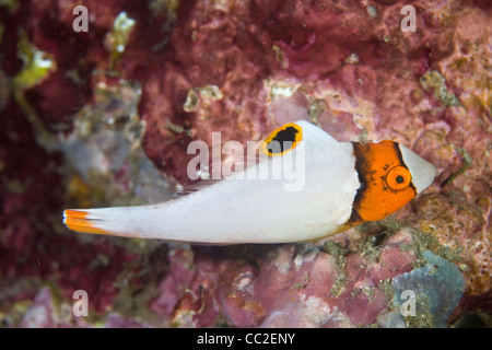 Eine juvenile Bicolor Papageienfisch (Cetoscarus bicolor) charakteristische Färbung wird dramatisch verändern, wie es in einem Erwachsenen wächst. Stockfoto