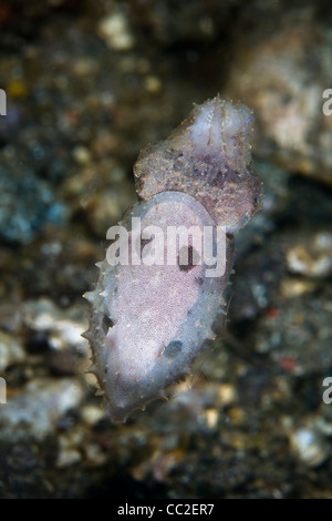 Ein Baby-Tintenfische (Sepia SP.), nur zwei Zentimeter lang, nutzt seine Chromatophoren mit Korallenriff Umgebung verschmelzen. Stockfoto