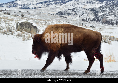 Einen verwundeten Bison, Wandern im Schnee. Yellowstone National Park, Montana, USA. Stockfoto