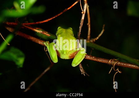 Grünen Laubfrosch Litoria Caerulea, Rückansicht Stockfoto