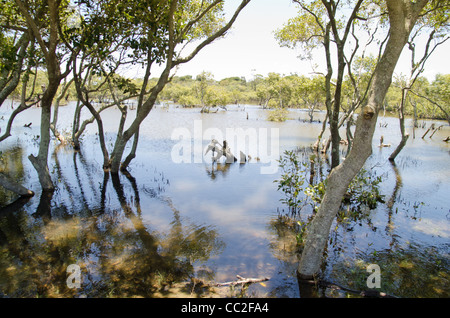 Mangroven Avicennia Marina Sumpf Stockfoto