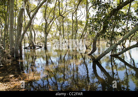 Mangrovensumpf Avicennia marina Stockfoto