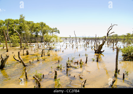 Mangrovensumpf Avicennia marina Stockfoto