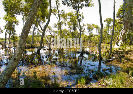 Mangrovensumpf Avicennia marina Stockfoto