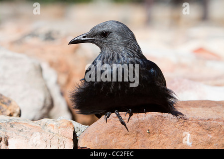 Eine Red Wing Starling auf einem Felsen sitzen Stockfoto