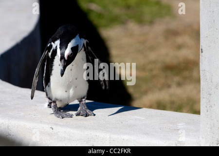 Eine afrikanische Pinguin an, wo zu springen in einen Parkplatz suchen. Stockfoto