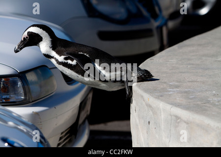 Eine afrikanische Pinguin Sprung in einen Parkplatz Stockfoto