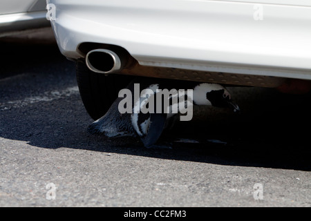 Ein afrikanischer Pinguin versteckt unter einem Auto Stockfoto