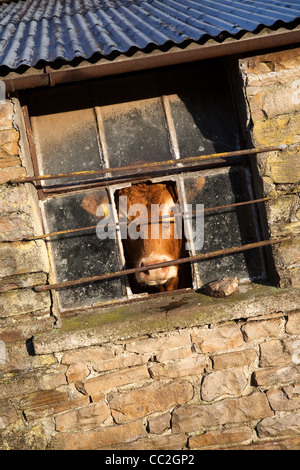 Winter Vieh in Gehäuse für eine Kuh in einer Scheune. Ayrshire Kuh suchen aus dem vergitterten Fenster in Gunnerside, Swaledale, North Yorkshire, Großbritannien Stockfoto