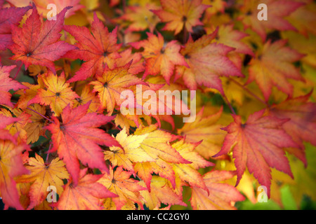 Zweig mit roten und gelben Ahorn Blätter im Herbst Stockfoto