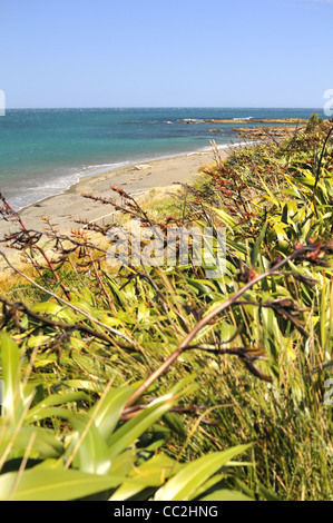 Houghton Bay Beach, Wellington, Neuseeland. Stockfoto