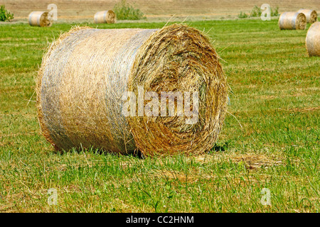 Heuballen von frisch gemähten Grases, Nahaufnahme Stockfoto