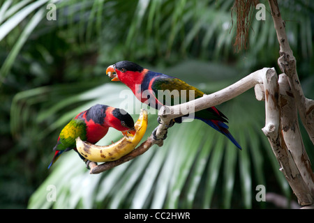 Schwarz-capped Lory Vogel - Lorius Lory - sitzt auf einem Ast Essen eine Banane in der Hong Kong Park Voliere, Hong Kong Stockfoto