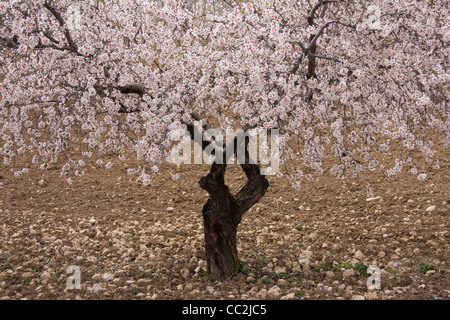 Mandelbaum in voller Blüte, Andalusien, Spanien. Stockfoto