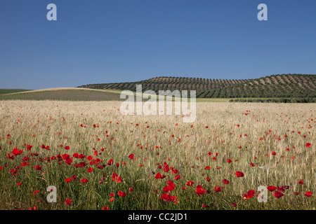 Klassische Andalusien-Landschaft mit Olivenhainen, Weizen und Mohn. Stockfoto