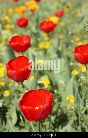 Frühlingsblumen. Rote Tulpen-Nahaufnahme Stockfoto