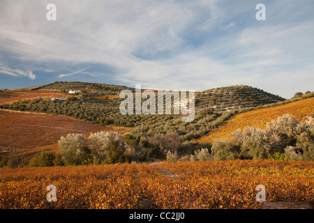 Weinberge im Herbst in der Provinz Córdoba, Andalusien, Spanien. Stockfoto